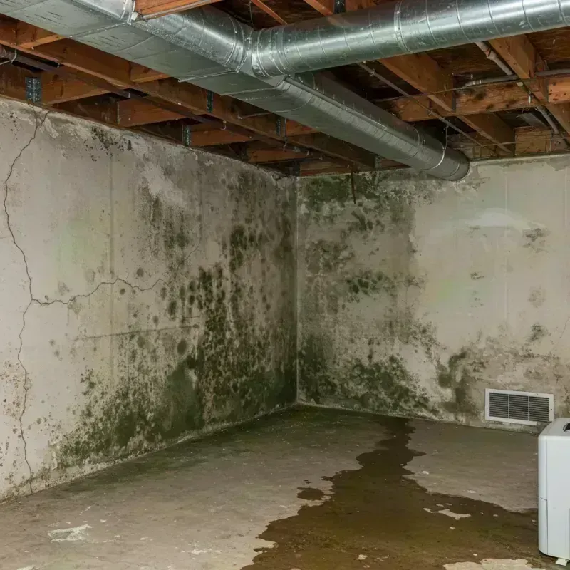 Professional Mold Removal in Pulaski County, IL